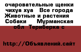 очаровательные щенки чихуа-хуа - Все города Животные и растения » Собаки   . Мурманская обл.,Териберка с.